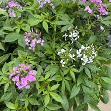 Image result for Cleome densifolia