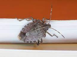 Soap is effective in killing stinkbugs as it breaks down their exterior and leaves them dehydrated. Getting Rid Of Stink Bugs Terminix