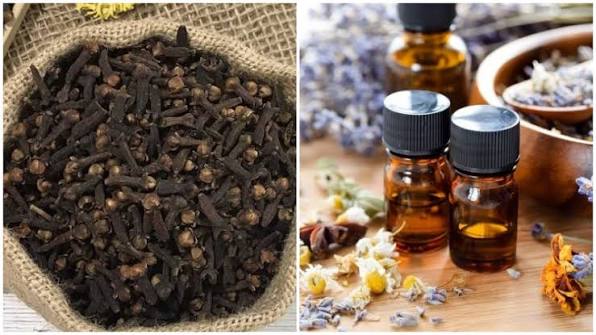 Tinh dầu đinh hương là gì? Lợi ích và cách sử dụng