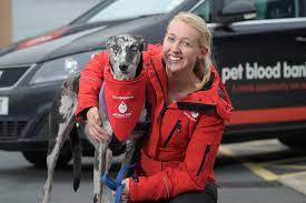 Pet blood bank is a uk charity that was launched in 2007. Pet Blood Bank Uk Blood Transfusion Charity For Dogs Vets Now