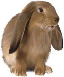 Cute Brown Bunny Png Picture Rabbit Cartoon Images Animals Rabbit Png