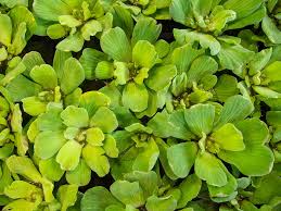 Image result for Pistia