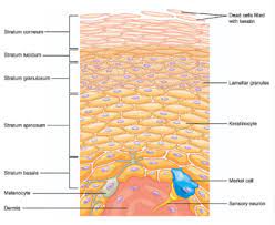 Epitel yang disebut epidermis 2. Anatomi Kulit Manusia Dan Beragam Fungsi Pentingnya