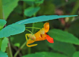 Image result for Valeriana capensis