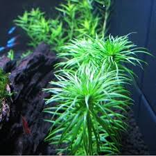 Image result for Syngonanthus