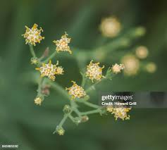 Image result for tbn:HNtrRnQBmFuaxM::www.bluechopsticks.com/img_large/800CC_0805S1015.jpg