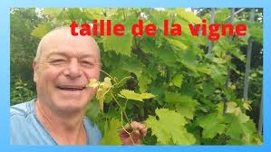 Réussir la taille de la vigne la première année de plantation
