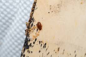 Image result for bed bugs eggs