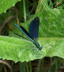 Black And Blue Dragonfly Blue Black Dragonfly June France 2009 Dragonfly Blue Black Beautiful Creature