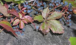 Image result for Parthenocissus quinquefolia