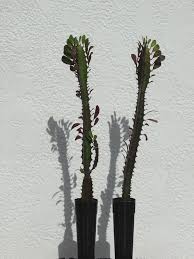 If you keep your plants outdoors from. Euphorbia Trigona Red Cathedral Cactus Euphorbiaceae Urban Xeriscape