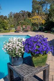 Image result for Pericallis