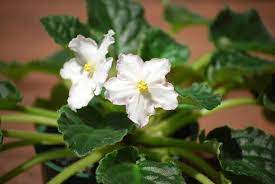 Plants may eventually die if growing conditions are poor and no. Why African Violet Leaves Turn Brown 5 Common Culprits