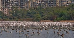 Five Lockdown Poems Jobless Migrants Arrive In The Deserted City With Them The Flamingos