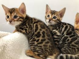 I have 3 bengal kittens that are tica registered that will be ready for forever homes for christmas. Stunning Brown Spotted Bengal Kittens Bolton Greater Manchester Pets4homes