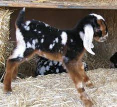 118 Best The Grinning Goat Dairy Images Goats Nubian Goat