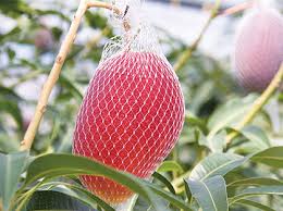 Miyazaki have a red and vibrant skin with yellow spots speckled over. May S Recipe Enjoy Mango And Papaya Japan Fruits æ—¥æœ¬æ°´æžœé‡‡æ'˜ æ°´æžœæƒ…æŠ¥ç½'