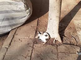 Un Guide Pour L Adoption Des Chats Errants Dans Les Rues Du Caire Assurez Votre Chat Animaux De Compagnie Le chat des sables, aussi appelé chat du désert, est une espèce de chat sauvage rarissime que l'on trouve dans les régions désertiques d'afrique et d'orient. un guide pour l adoption des chats errants dans les rues du caire assurez votre chat animaux de compagnie