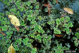 Minima in the arrangement of the hairs on the abaxial leaf surface. Salvinia Minima Common Watermoss Go Botany