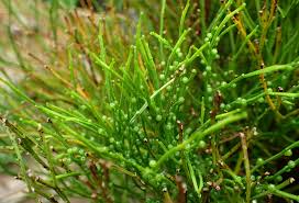 Image result for Psilotum nudum