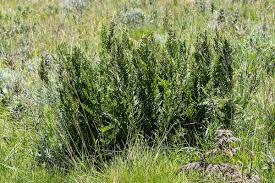 Image result for Dryopteris athamantica