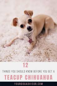 A fully grown teacup chihuahua can be around 6 inches tall, with an average weight of only 3 pounds. 12 Things You Should Know Before You Get A Teacup Chihuahua Your Dog Advisor
