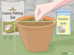 1 bucket (10 quarts) coconut coir. How To Grow Feverfew With Pictures Wikihow