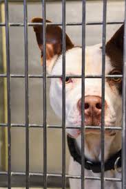 Find and adopt a pet on petfinder today. Christmas Puppies Planning For Responsibility Dartnewsonline