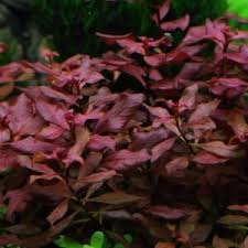 Image result for Nesaea crassicaulis