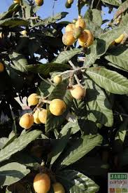 Epingle Sur Le Jardin Se Partage