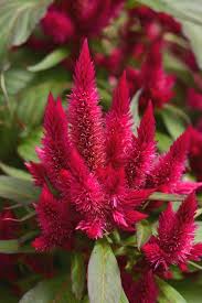 Image result for Celosia argentea