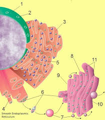 Endomembrane System - Wikipedia