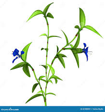 Image result for Commelina benghalensis