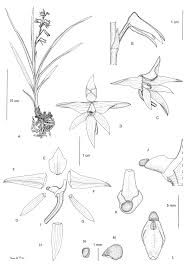 Image result for Polystachya kermesina