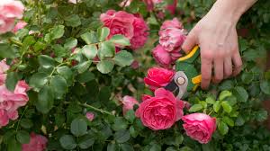 Disfruta de millones de revistas, libros, películas, canciones, juegos y aplicaciones de android recientes y mucho más estés donde estés y en cualquier dispositivo. Pruning Roses The Thorny Truth Garden Style San Antonio