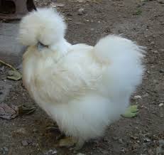 Facts About The Furry Silkie Chicken Pethelpful