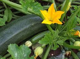 Cultiver des courgettes est incroyablement facile : Reussir Les Courgettes En 6 Etapes Gamm Vert