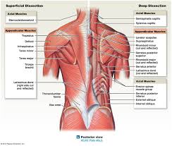 Muscles That Move The Scpula Human Body Anatomy Muscle Anatomy Body Anatomy