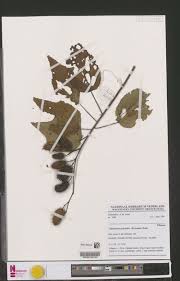 Image result for Clappertonia polyandra