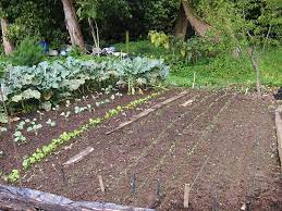 Many of your plants will not survive a frost, so they need to be harvested before a frost hits. Things To Do In The Garden In October