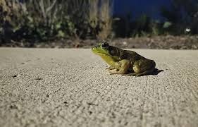 We did not find results for: Frog Control How To Get Rid Of Frogs Properly Rooted