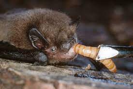 La pipistrelle commune (pipistrellus pipistrellus) est l'espèce la plus répandue en europe. Aude Des Chauves Souris Pour Remplacer Pesticides Et Insecticides