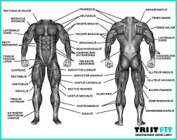 Schneller Laufen Mit Krafttraining Fur Triathleten Und Laufer Triathlet Kraftubungen Krafttraining
