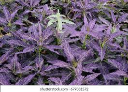 Image result for Gynura pseudochina