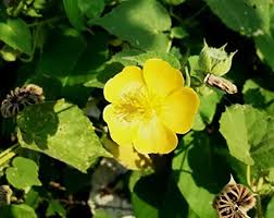 Image result for Abutilon indicum