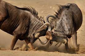 Animals Fighting Each Other Rare Photos Just For 1 99 With Special Offer Buy 1 Get 2 Free Http Www Yoga Aid Co Blue Wildebeest Wildebeest Animals Wild