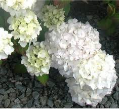 We did not find results for: Creamy White Hydrangea Flowers Picture Jpg 1 Comment