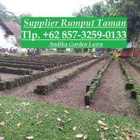 Rumput gajah mini untuk halaman. Ciri Ciri Rumput Jepang Supplier Rumput Gajah Mini Tlp 62 857 3259 0133 Pusat
