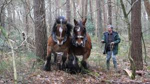 Belgians tend to be found pulling wagons, and are thus big, slow, and the least agile of all the horses. A Team Of 2 Belgian Draft Horses Pull A Long And Heavy Log Youtube