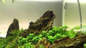 Ohko Stone Dragon Stone Aquascape Hardscaping Guide Aquascape Hardscape Aquascape Design